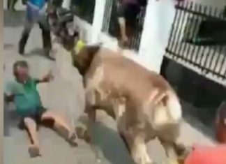Lepas Dari Ikatan, Sapi Kurban Mengamuk dan Berusaha Kabur