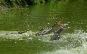 Cari Ikan di Batang Masang, Pria Lansia Tewas Deseret Buaya