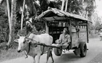 Memori Indah Waktu Kecil, Bergayut di Belakang Pedati Cukup Mengasyikkan