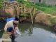 Mahasiswa UNP KKN di Baringin, Anggota DPRD Dra.Donna Berikan Bantuan Bibit Ikan