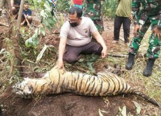 Warga Kaget, Seekor Harimau Sumatera Ditemukan Tewas Terjerat Seling