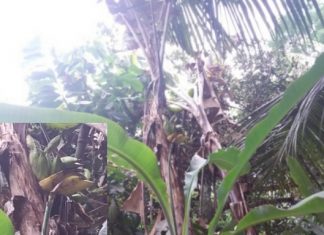 Pisang Aneh Muncul di Rambatan, Buahnya “Mambosek” dari Batang