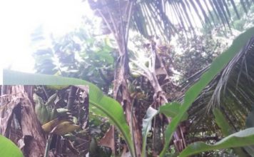 Pisang Aneh Muncul di Rambatan, Buahnya “Mambosek” dari Batang