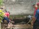 Sapi Terperosok Masuk Septic Tank, Damkar Payakumbuh Lakukan Evakuasi