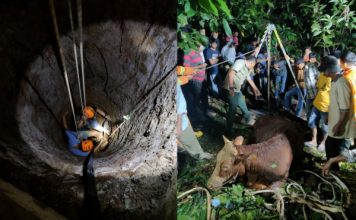 Tercebur Masuk Sumur, Seekor Sapi Simental Bunting Lumpuh Akibat Keletihan