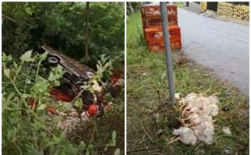 Masuk Jurang di Kelok Sikumbang, Truk Colt Diesel Bermuatan Ayam Viral di Media Sosial