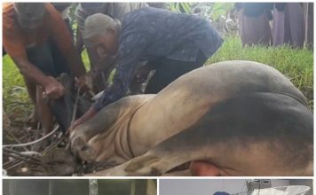 Sehari Usai Sholat Idul Adha 1446 H, Masjid Babussalam Kapuah Sembelih Enam Sapi Qurban