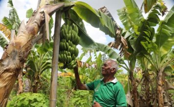 Geliat Ekonomi Semakin Terasa, Kampung Reforma Agraria Baumata Budidayakan Pisang Cavendish
