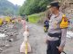 Kabar Gembira bagi Pengendara Roda Dua, Jalan Lembah Anai yang Terputus Sudah Dapat Dilalui Kembali