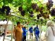Ikuti Program Gugus Tugas Reforma Agraria, Kebun Anggur Duyu Jadi Kawasan Agro Wisata