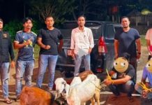 Curi Empat Ekor Kambing, Dua Terduga Pelaku Ditangkap Tim Macan Bara